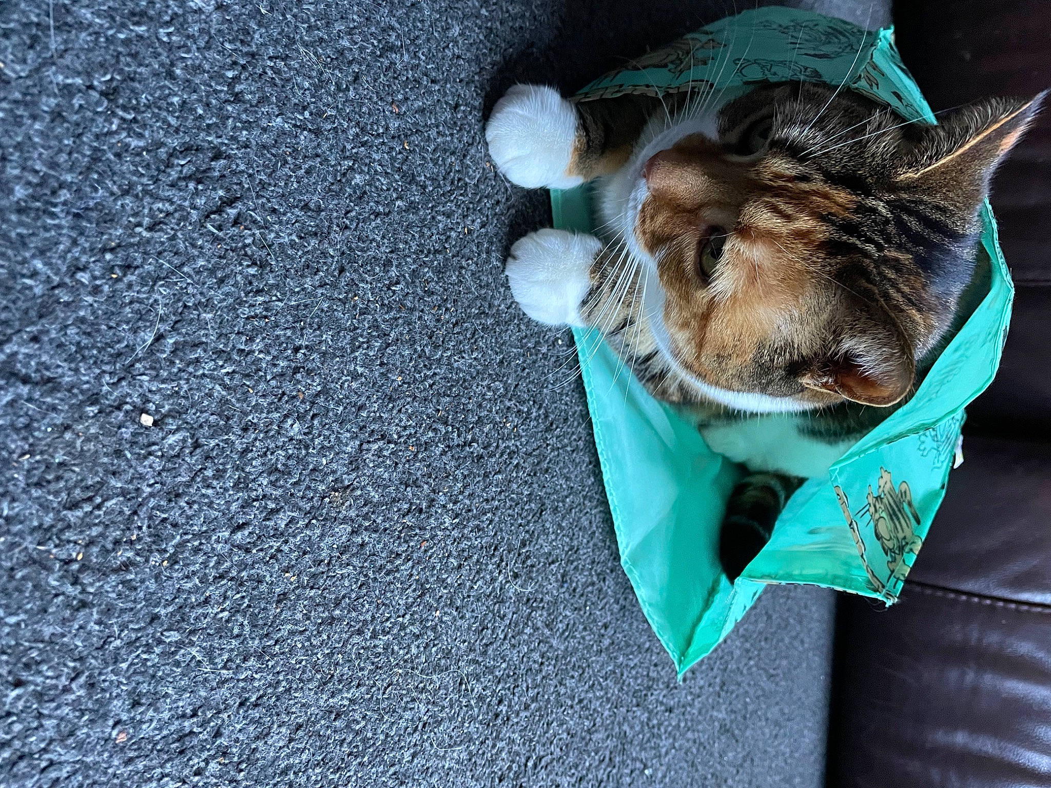 Flossie joined the competition — help win amazing prizes! asphalt, blue, carnivore, cat, cat_supply, comfort, dog_breed, domestic_short_haired_cat, electric_blue, fawn, felidae, fur, grass, grey, road_surface, small_to_medium_sized_cats, snout, sporting_group, tail, whiskers