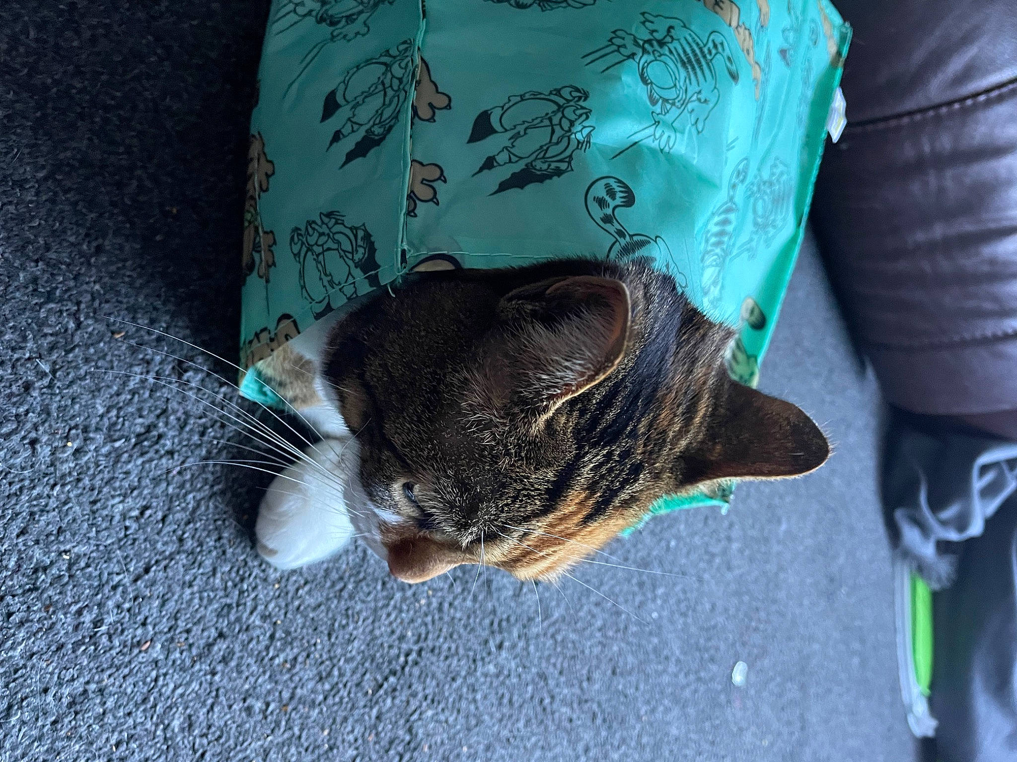 Flossie joined the competition — help win amazing prizes! asphalt, azure, carnivore, cat, comfort, domestic_short_haired_cat, electric_blue, fashion_accessory, felidae, fur, grass, grey, human_leg, road_surface, sleeve, small_to_medium_sized_cats, snout, tail, tree, whiskers
