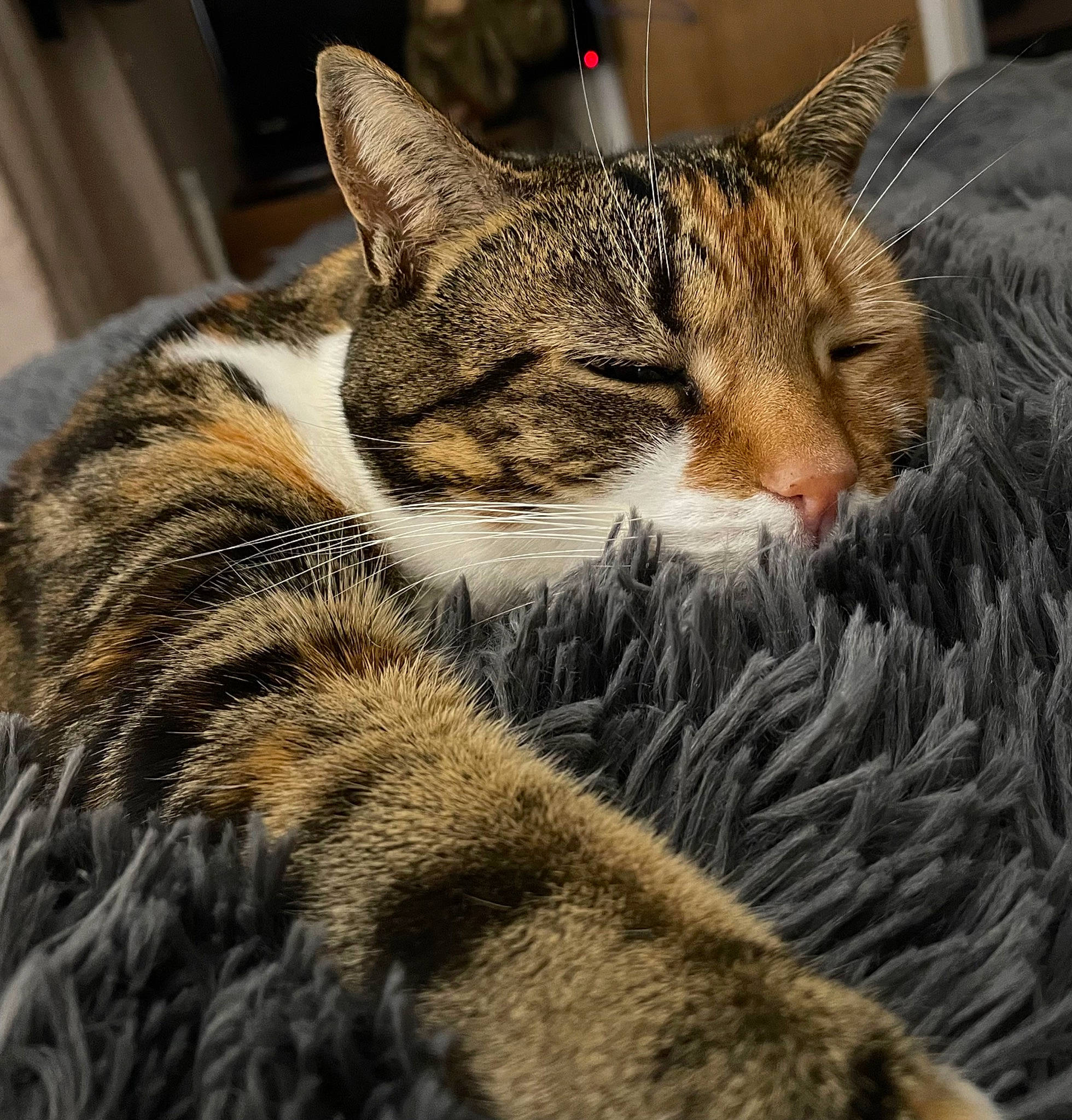 Flossie is registered to the contest to win money with this photo: carnivore, cat, claw, close_up, comfort, domestic_short_haired_cat, felidae, fur, mammal, nap, paw, sleep, small_to_medium_sized_cats, snout, tail, terrestrial_animal, tree, vertebrate, whiskers, wildlife