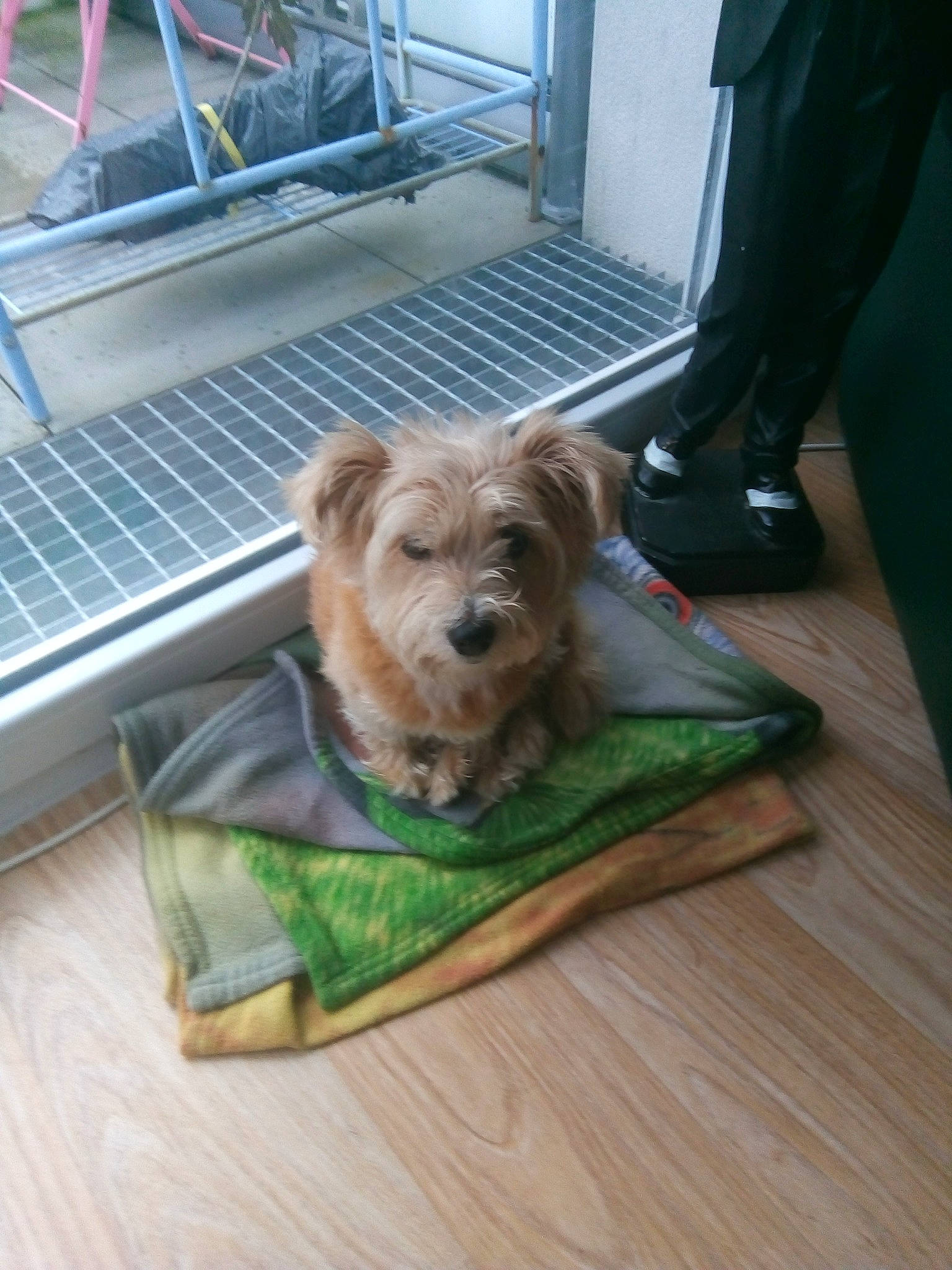 Chipie