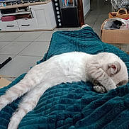Vanille a rejoint le concours — aidez-le/la à gagner de superbes lots ! accessories, animal, baby, bag, bed, blanket, box, cat, computerhardware, couch, cup, electronics, furniture, handbag, hardware, indoors, person, pet, screen, shelf