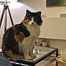 calico_cat, candle, cat, cozy, curious, domestic_animal, feline, fur, furniture, glass_table, indoor, lamp, living_room, pet, portrait, sitting, soft_lighting, table, whiskers, window_light