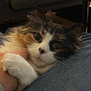 Mia a rejoint le concours — aidez-le/la à gagner de superbes lots ! cat, calico, fluffy, pet, animal, closeup, indoor, feline, whiskers, paw, person, hand, denim, jeans, couch, cozy, affection, cute, domestic, relaxed