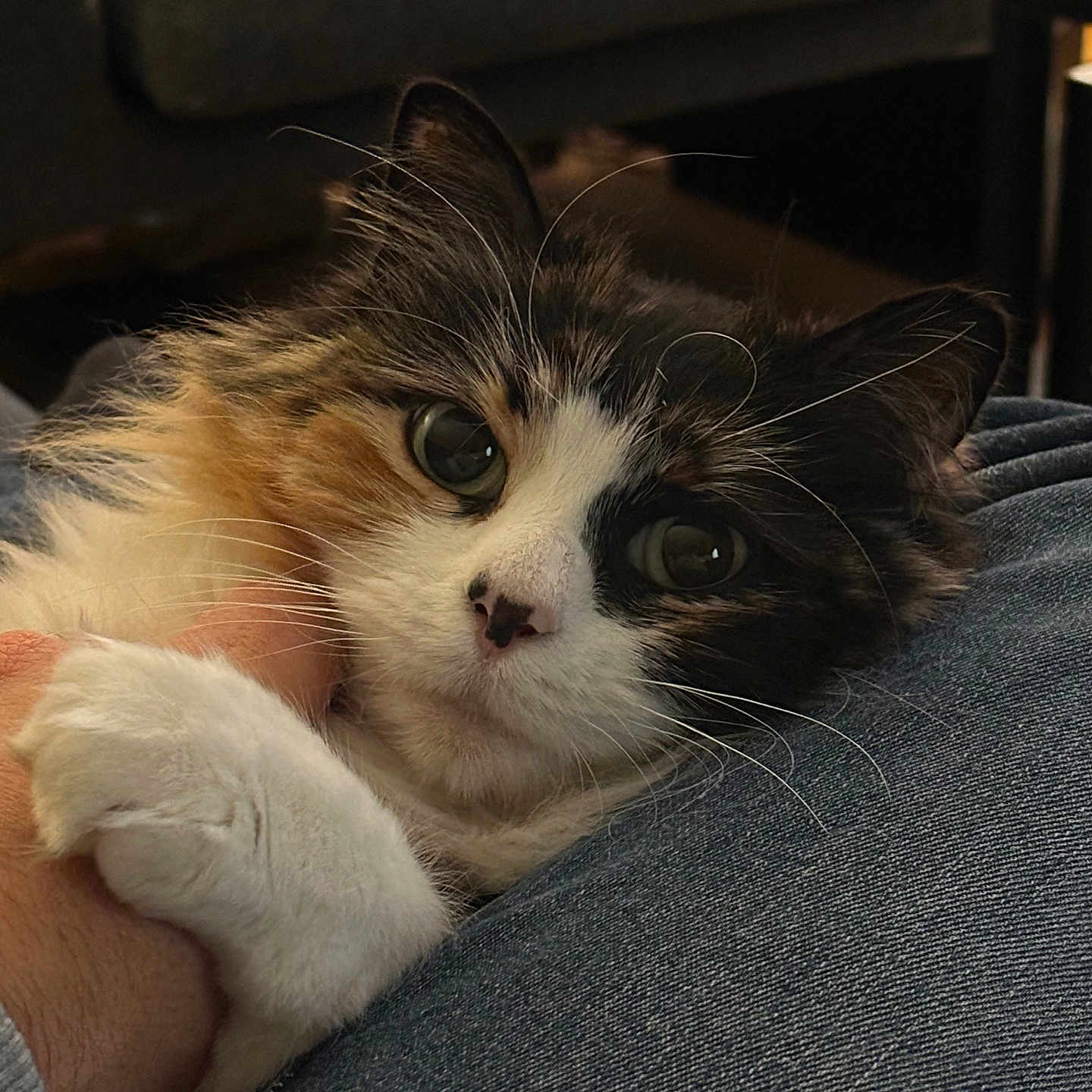 Mia a rejoint le concours — aidez-le/la à gagner de superbes lots ! affection, animal, calico, cat, closeup, couch, cozy, cute, denim, domestic, feline, fluffy, hand, indoor, jeans, paw, person, pet, relaxed, whiskers