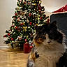 Mia participe au concours pour gagner de l'argent avec cette photo : animal, calico_cat, cat, christmas, christmas_tree, cozy, cute, decor, domestic, feline, festive, fluffy, holiday, holiday_decorations, indoor, ornaments, pet, tree, twinkling_lights, wooden_floor