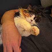 Mia participe au concours pour gagner de l'argent avec cette photo : adorable, arm, calico, cat, closeup, comfort, cozy, cute, domestic_animal, feline, fur, hand, human, indoor, paw, pet, relaxation, resting, sleeping, snuggling