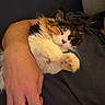 adorable, arm, calico, cat, closeup, comfort, cozy, cute, domestic_animal, feline, fur, hand, human, indoor, paw, pet, relaxation, resting, sleeping, snuggling