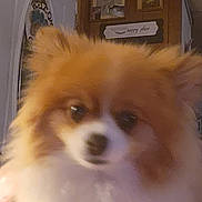 Meeko is registered to the contest to win money with this photo: animal, blurred, ceiling, companion, cozy, cute, dog, door, fluffy, furniture, home, indoor, orange_fur, pet, picture_frames, small_dog, unfocused, wall, white_fur, wood_paneling