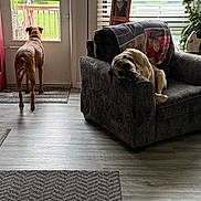 Rayne is registered to the contest to win money with this photo: dog, living_room, couch, blanket, door, window, floor, rug, plant, photo_frame, blinds, light, indoor, pet, resting, standing, wood_floor, home_decor, relaxing, canine