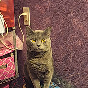 Steve joined the competition — help win amazing prizes! cat, gray_cat, yellow_eyes, indoor, sitting, feline, pet, wall, purple_wall, textured_wall, storage_boxes, pink_boxes, shelf, power_outlet, cable, colorful_surface, celestial_pattern, sun, stars, home_interior