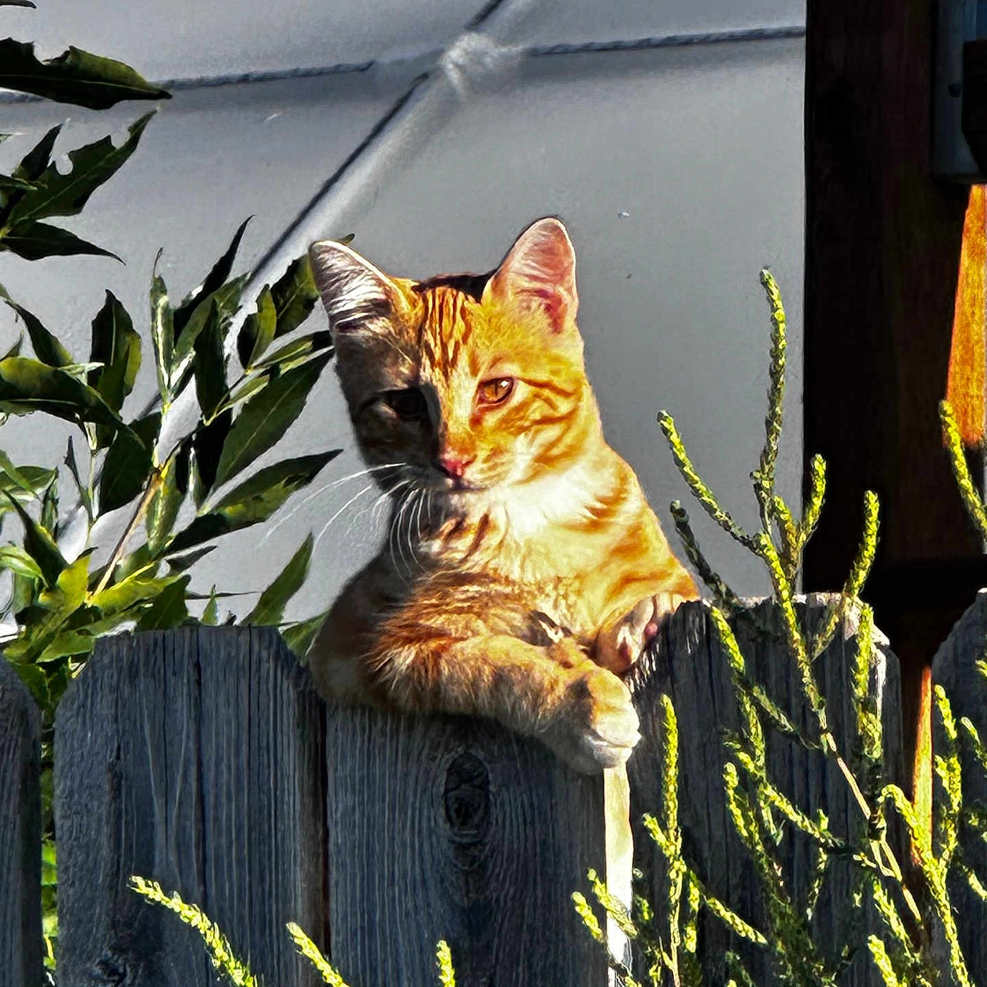 Turmeric joined the competition — help win amazing prizes! abyssinian, animal, backyard, cat, fence, grass, hardwood, jar, kitten, leaf, manx, nature, outdoors, pet, plant, plywood, pottedplant, tree, wood, yard