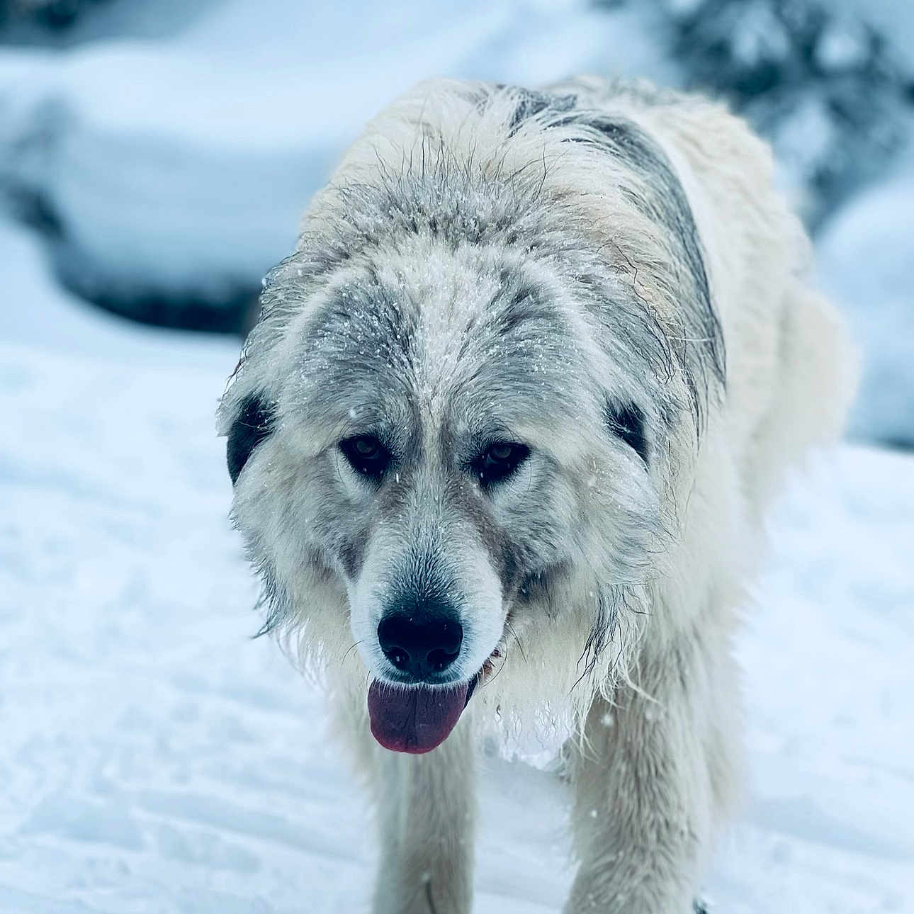 Wrangler is registered to the contest to win money with this photo: animal, bodypart, canine, dog, eskimodog, goldenretriever, hound, husky, ice, mouth, nature, outdoors, person, pet, puppy, snow, terrier, whitedog, winter, wolf