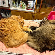 Francis participe au concours pour gagner de l'argent avec cette photo : cat, cats, fluffy, orange_cat, gray_cat, pet, feline, sleeping, cushion, indoor, home, cozy, fur, resting, animal, cute, two_cats, pink, pillow, relaxing