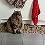 cat, long_hair, fluffy, sitting, kitchen, floor_mat, patterned, tile_floor, oven_mitt, leopard_print, towel, red_towel, cabinet, indoor, pet, animal, fur, domestic, cute, curious