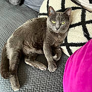 Daisy a rejoint le concours — aidez-le/la à gagner de superbes lots ! cat, gray_cat, pet, feline, couch, pillow, texture, indoor, relaxing, green_eyes, fur, whiskers, cozy, resting, household, comfort, closeup, domestic_animal, living_room, soft