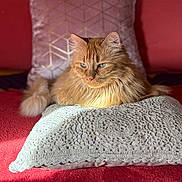 Omaley a rejoint le concours — aidez-le/la à gagner de superbes lots ! cat, ginger_cat, feline, pet, animal, pillow, crochet, blanket, red_blanket, cushion, decor, indoor, sunlight, relaxed, fluffy, fur, whiskers, closeup, resting, cozy