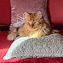 cat, ginger_cat, feline, pet, animal, pillow, crochet, blanket, red_blanket, cushion, decor, indoor, sunlight, relaxed, fluffy, fur, whiskers, closeup, resting, cozy
