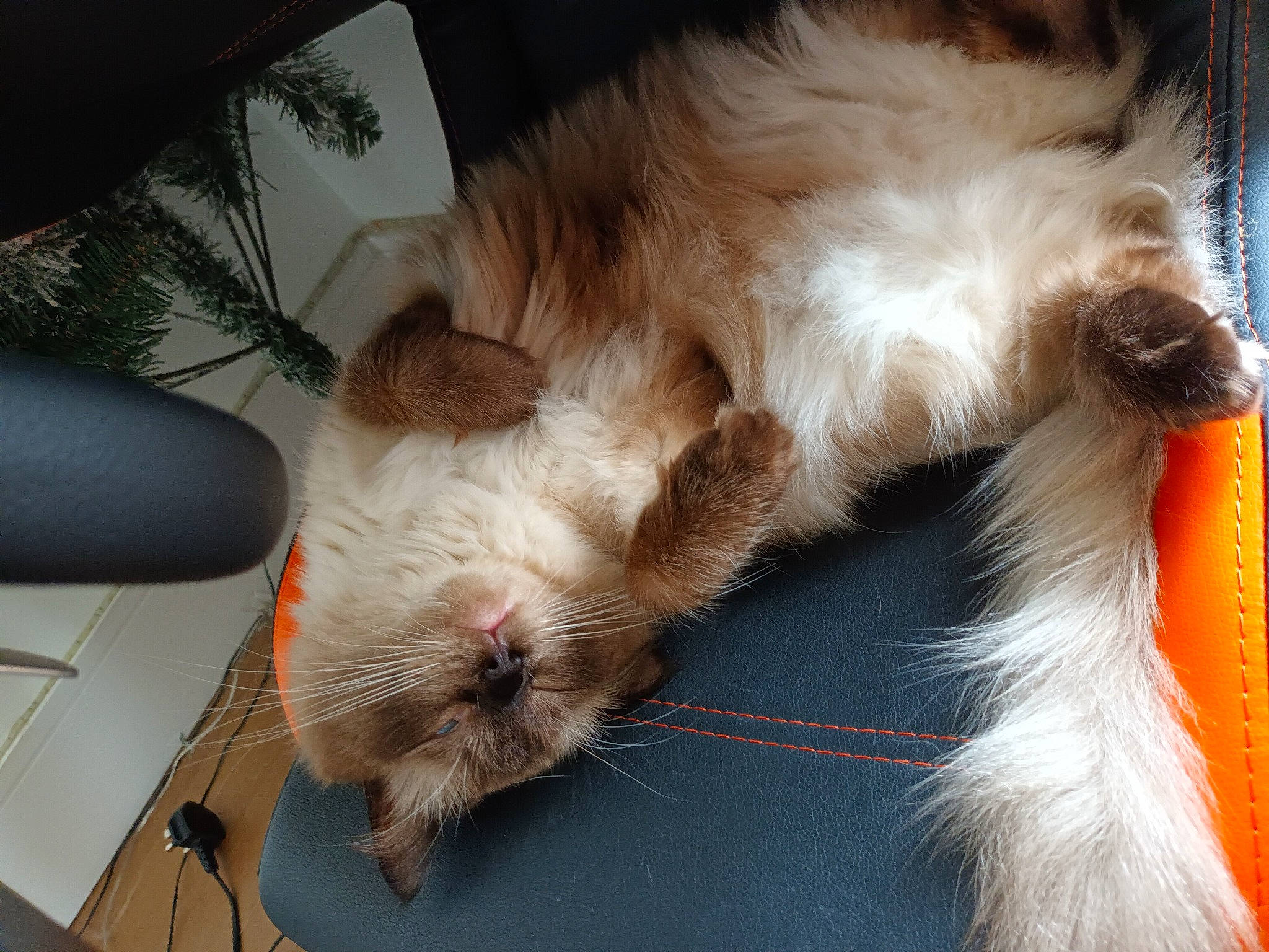 Latte is registered to the contest to win money with this photo: carnivore, claw, comfort, companion_dog, dog, dog_breed, fawn, felidae, foot, fur, liver, nap, paw, small_to_medium_sized_cats, snout, sporting_group, tail, terrier, toy_dog, whiskers