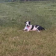 Rue is registered to the contest to win money with this photo: dog, black_and_white, grass, outdoor, pet, animal, relaxing, tongue_out, fence, field, canine, summer, nature, happy, resting, mammal, playful, domestic_animal, sunny, leisure