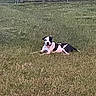 dog, black_and_white, grass, outdoor, pet, animal, relaxing, tongue_out, fence, field, canine, summer, nature, happy, resting, mammal, playful, domestic_animal, sunny, leisure