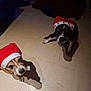 dog, pet, animal, santa_hat, holiday, christmas, indoor, floor, tile, two_animals, brown_dog, black_dog, looking_up, shadow, cute, festive, costume, companion, domestic_animal, canine