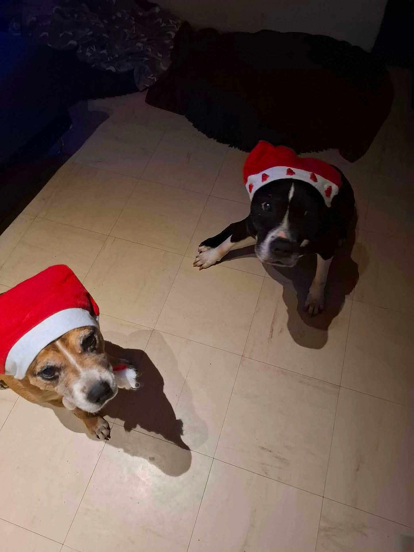 Scheyenne Et Jack a rejoint le concours — aidez-le/la à gagner de superbes lots ! dog, pet, animal, santa_hat, holiday, christmas, indoor, floor, tile, two_animals, brown_dog, black_dog, looking_up, shadow, cute, festive, costume, companion, domestic_animal, canine
