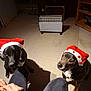 dog, dog_hat, santa_hat, pet, indoor, floor, tile_floor, heater, furniture, person_hand, black_dog, brown_dog, waiting, looking_up, animal, domestic_animal, captive, shadow, human_leg, christmas