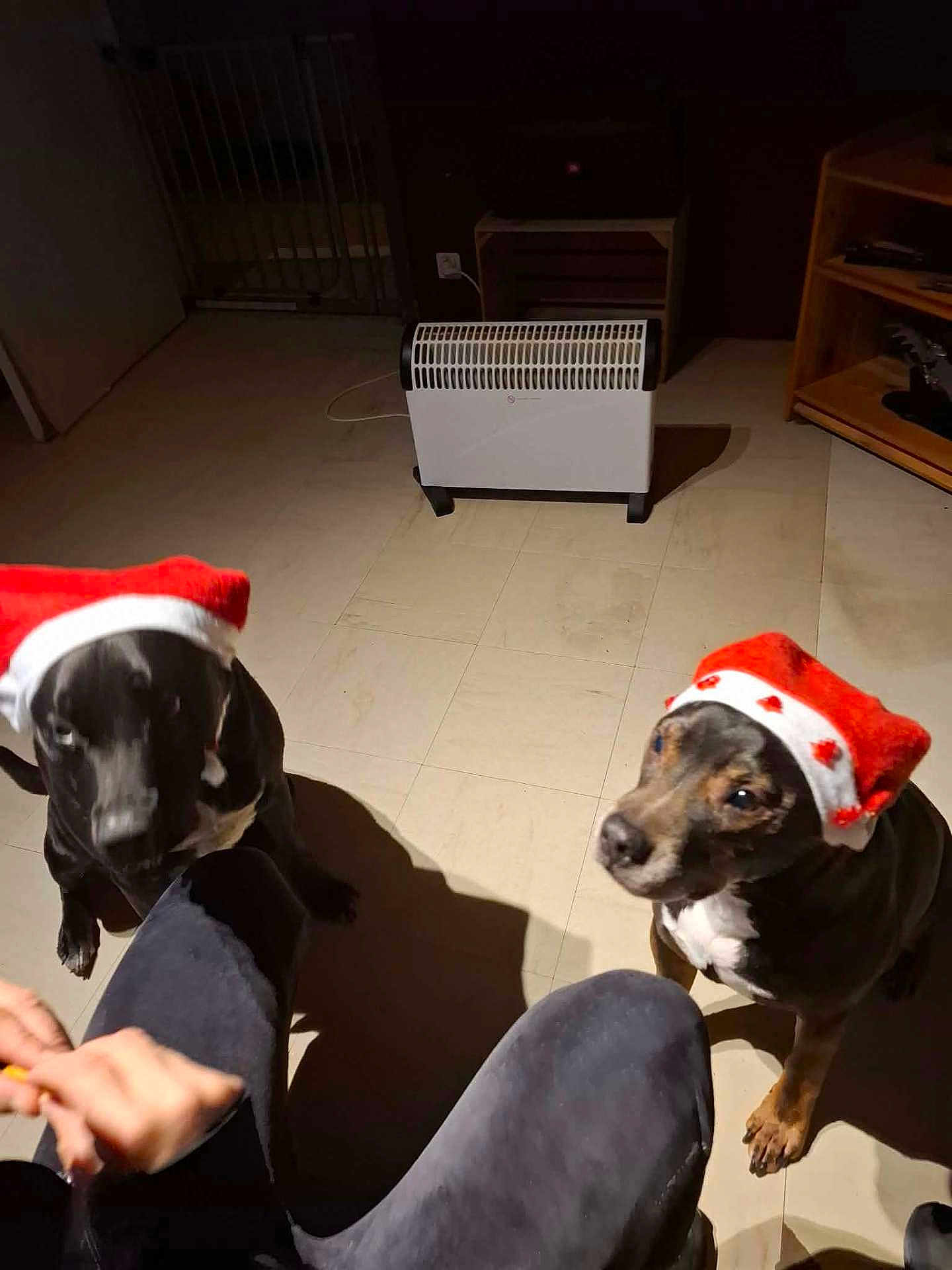 Falco participe au concours pour gagner de l'argent avec cette photo : dog, dog_hat, santa_hat, pet, indoor, floor, tile_floor, heater, furniture, person_hand, black_dog, brown_dog, waiting, looking_up, animal, domestic_animal, captive, shadow, human_leg, christmas