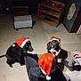 dog, person, santa_hat, indoor, floor, heater, wooden_shelf, toy, tile_floor, black_dog, brown_dog, pet, holiday, waiting, treat, casual_clothing, hand, footwear, shadow, wall