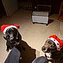 Shadow Blue a rejoint le concours — aidez-le/la à gagner de superbes lots ! dog, pet, indoor, floor, santa_hat, black_dog, brown_dog, legs, pants, tile_floor, looking_up, holiday, festive, animal, canine, companion, domestic, cute, waiting, room