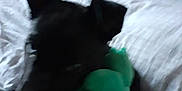 Shadow Blue a rejoint le concours — aidez-le/la à gagner de superbes lots ! animal, bed, black_dog, blanket, blur, canine, comfort, couch, dog, furniture, hand, home, indoor, person_hand, pet, playing, plush_toy, resting, soft_toy, toy