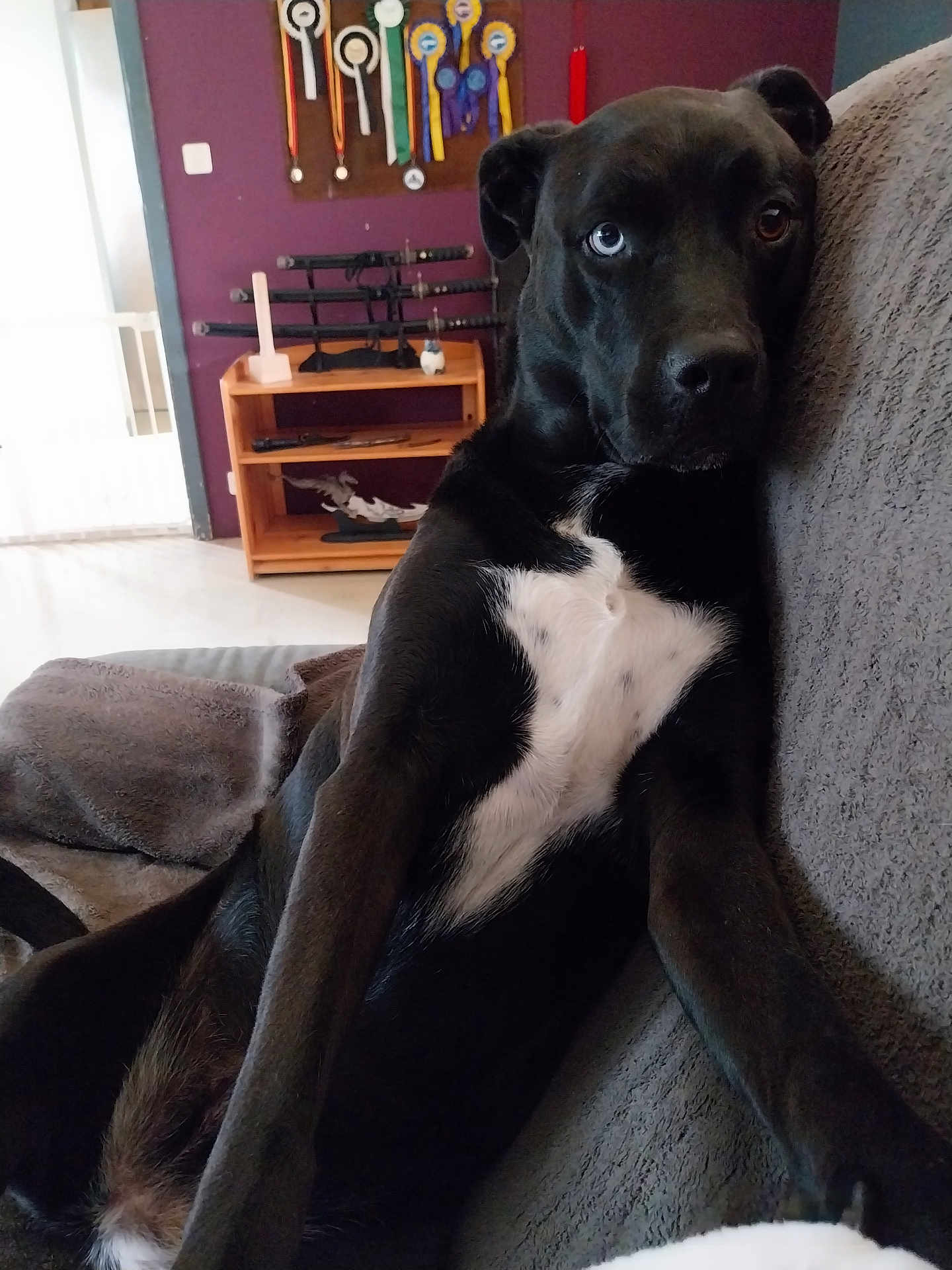 Shadow Blue a rejoint le concours — aidez-le/la à gagner de superbes lots ! dog, black_dog, heterochromia, couch, indoor, award_ribbons, samurai_swords, shelf, purple_wall, pet, relaxed, fur, animal, living_room, furniture, white_chest_patch, looking_away, cozy, household, resting