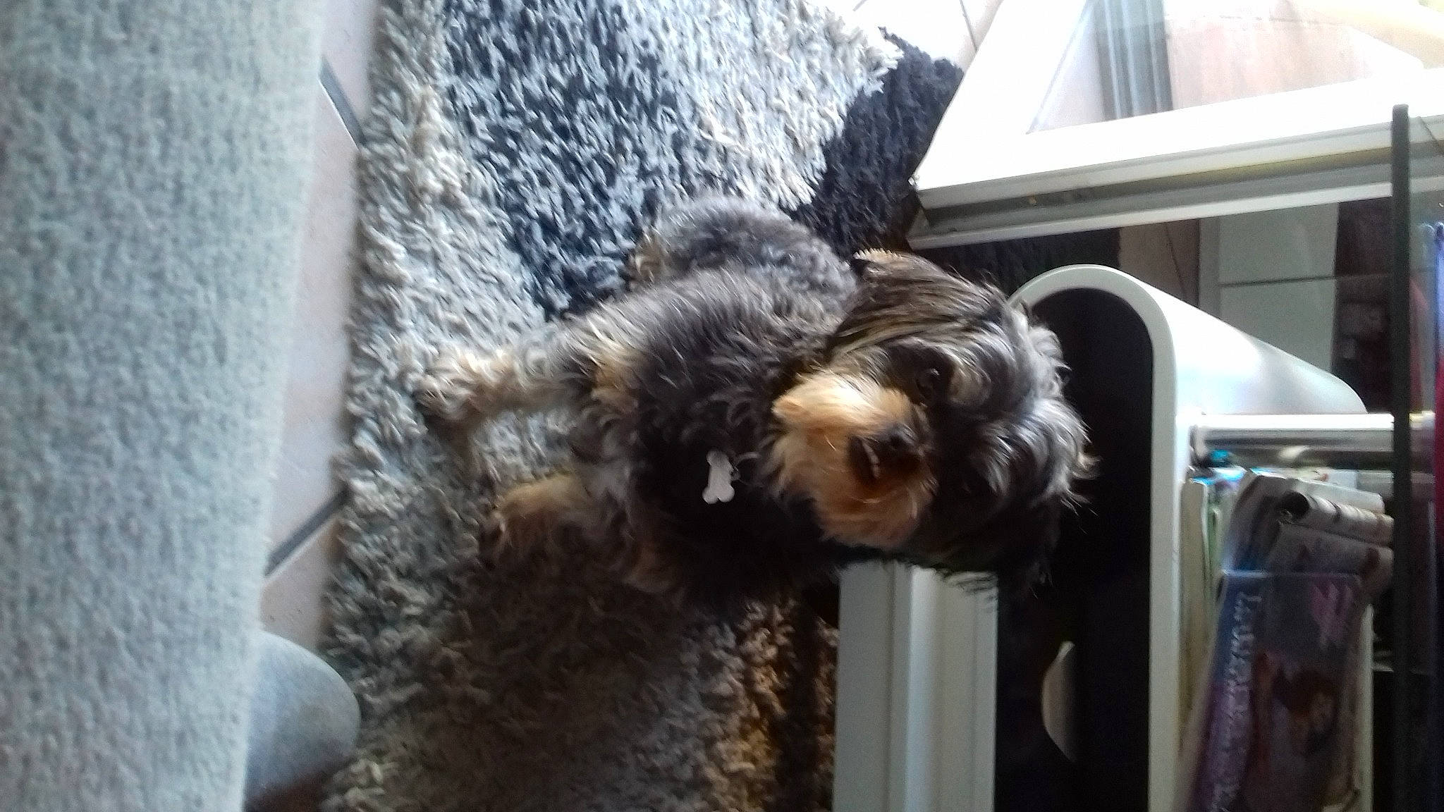 Nouky a rejoint le concours — aidez-le/la à gagner de superbes lots ! airedale_terrier, canidae, carnivore, companion_dog, dog, dog_breed, fur, labradoodle, non_sporting_group, schnauzer, small_terrier, snout, sporting_group, tail, terrier, toy_dog, water_dog, welsh_terrier, window