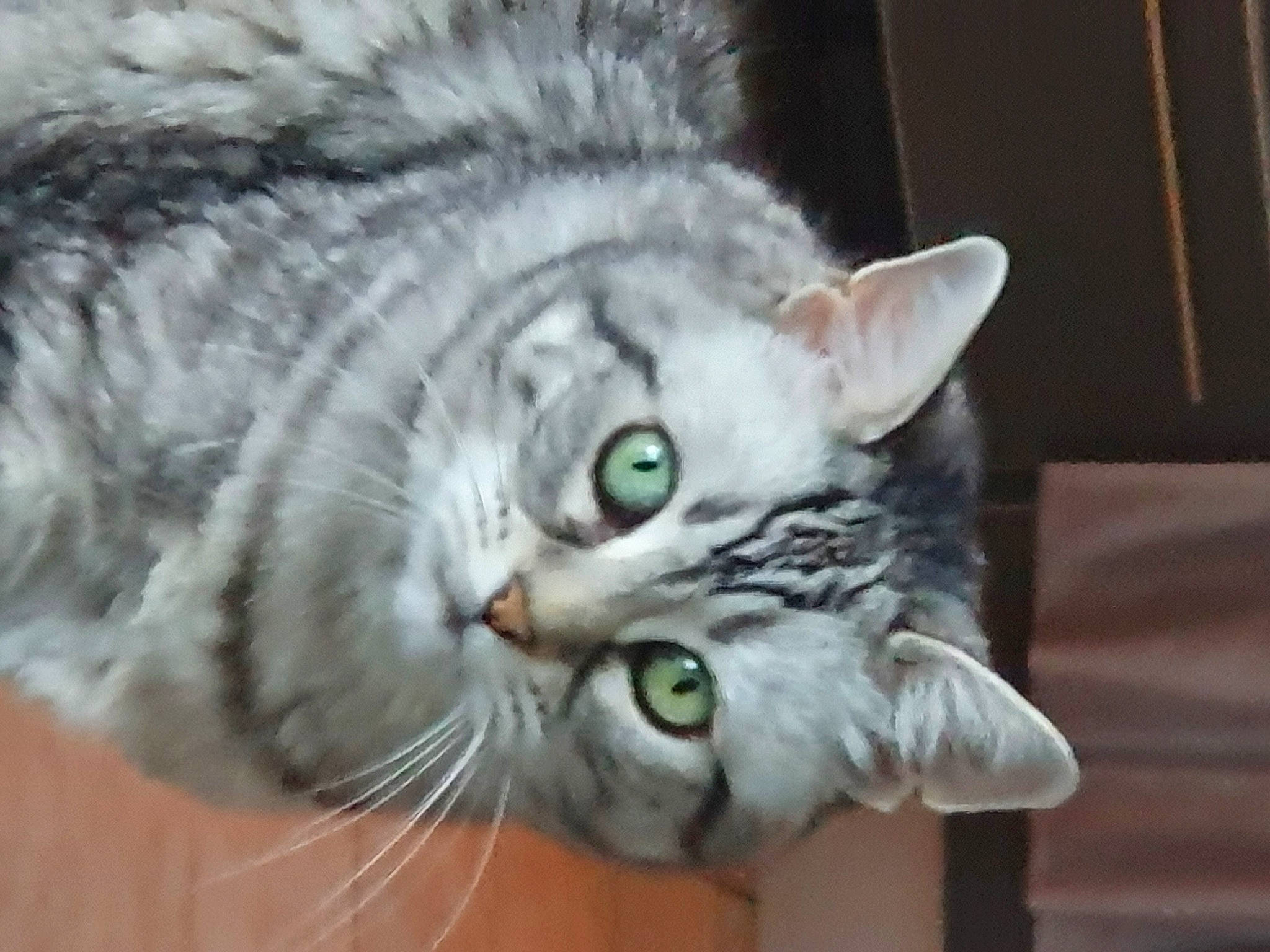 Minette a rejoint le concours — aidez-le/la à gagner de superbes lots ! carnivore, cat, domestic_short_haired_cat, eye, felidae, fur, paw, small_to_medium_sized_cats, snout, terrestrial_animal, whiskers, wildlife