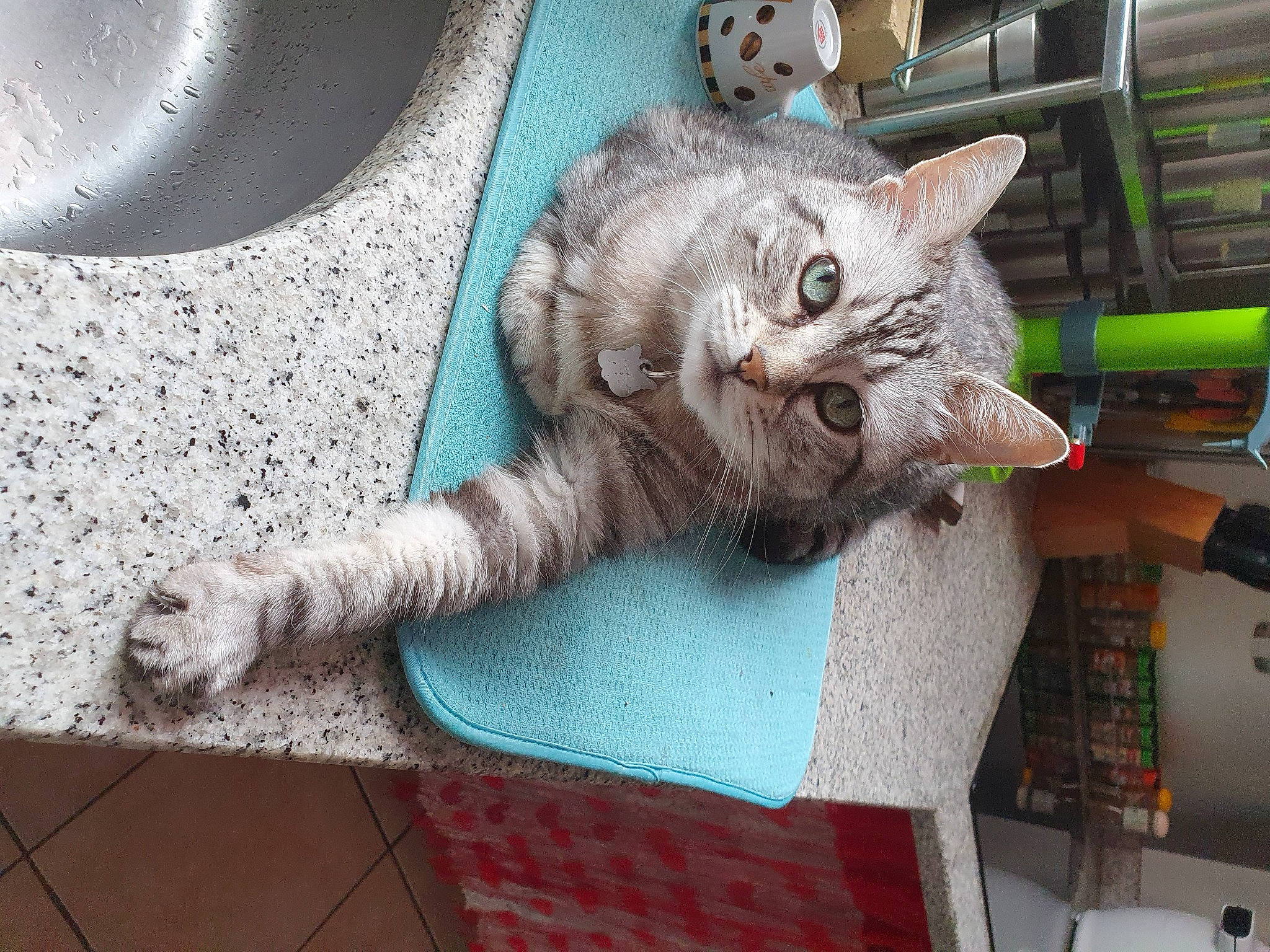 Minette a rejoint le concours — aidez-le/la à gagner de superbes lots ! carnivore, cat, claw, comfort, domestic_short_haired_cat, fawn, felidae, flooring, fur, grey, paw, small_to_medium_sized_cats, tail, terrestrial_animal, whiskers, wood