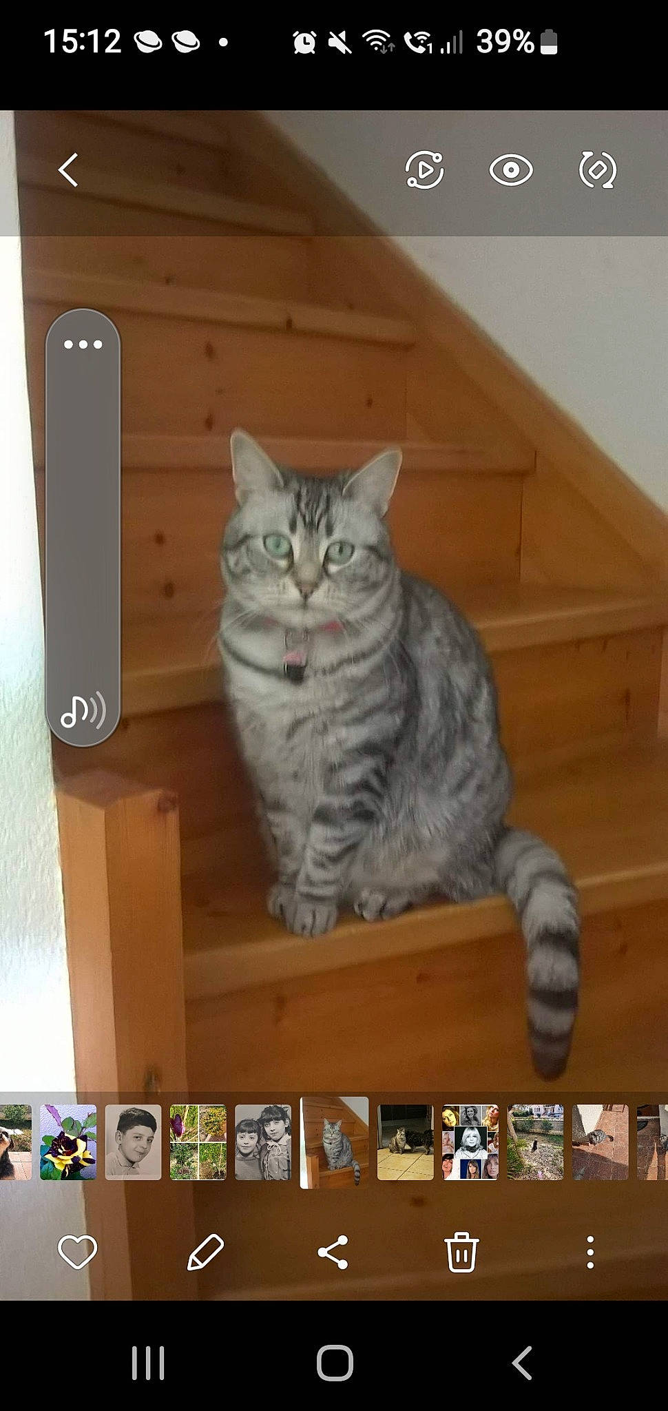 Minette participe au concours pour gagner de l'argent avec cette photo : carnivore, cat, communication_device, domestic_short_haired_cat, felidae, fur, hardwood, paw, rectangle, room, shelf, shelving, small_to_medium_sized_cats, snout, tail, whiskers, wood