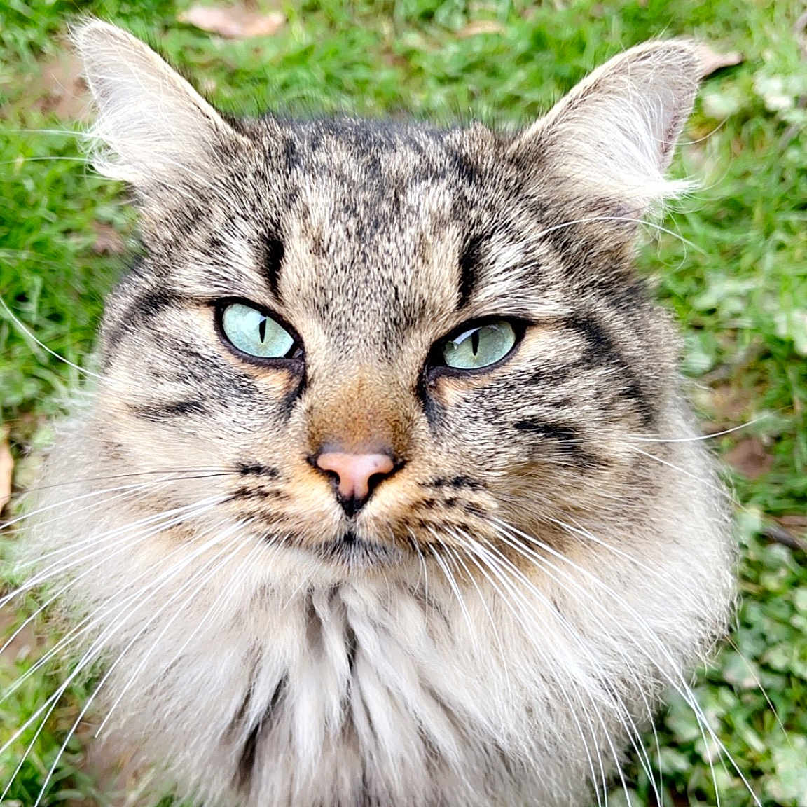 Neyko