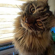 Godzilla is registered to the contest to win money with this photo: amber_eyes, animal, cat, closeup, colorful, container, curious, domestic_cat, feline, fluffy, fur, head_tilt, indoor, markers, pet, stationery, tabby, table, whiskers, window_blinds