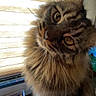 amber_eyes, animal, cat, closeup, colorful, container, curious, domestic_cat, feline, fluffy, fur, head_tilt, indoor, markers, pet, stationery, tabby, table, whiskers, window_blinds