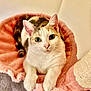 calico, cat, cat_tree, close_up, cozy, domestic_cat, ears, feline, home, indoor, looking_at_camera, nose, paws, pet, pink_bed, portrait, soft_texture, whiskers, white_fur, wide_eyes