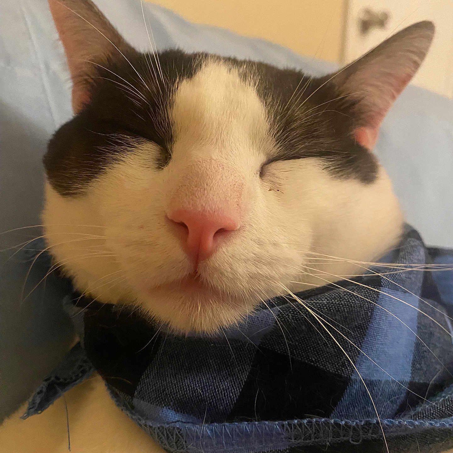 Ace joined the competition — help win amazing prizes! abyssinian, animal, blanket, cat, clothing, cushion, furniture, homedecor, hoodie, kitten, manx, person, pet, quilt, rabbit, scarf, siamese, sleeping, snout, towel