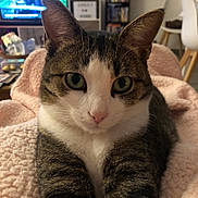 Ruby a rejoint le concours — aidez-le/la à gagner de superbes lots ! animal, blanket, cat, close_up, comfort, cozy, cute, domestic_animal, feline, fur, green_eyes, home, indoor, living_room, pet, pink, portrait, relaxed, texture, whiskers