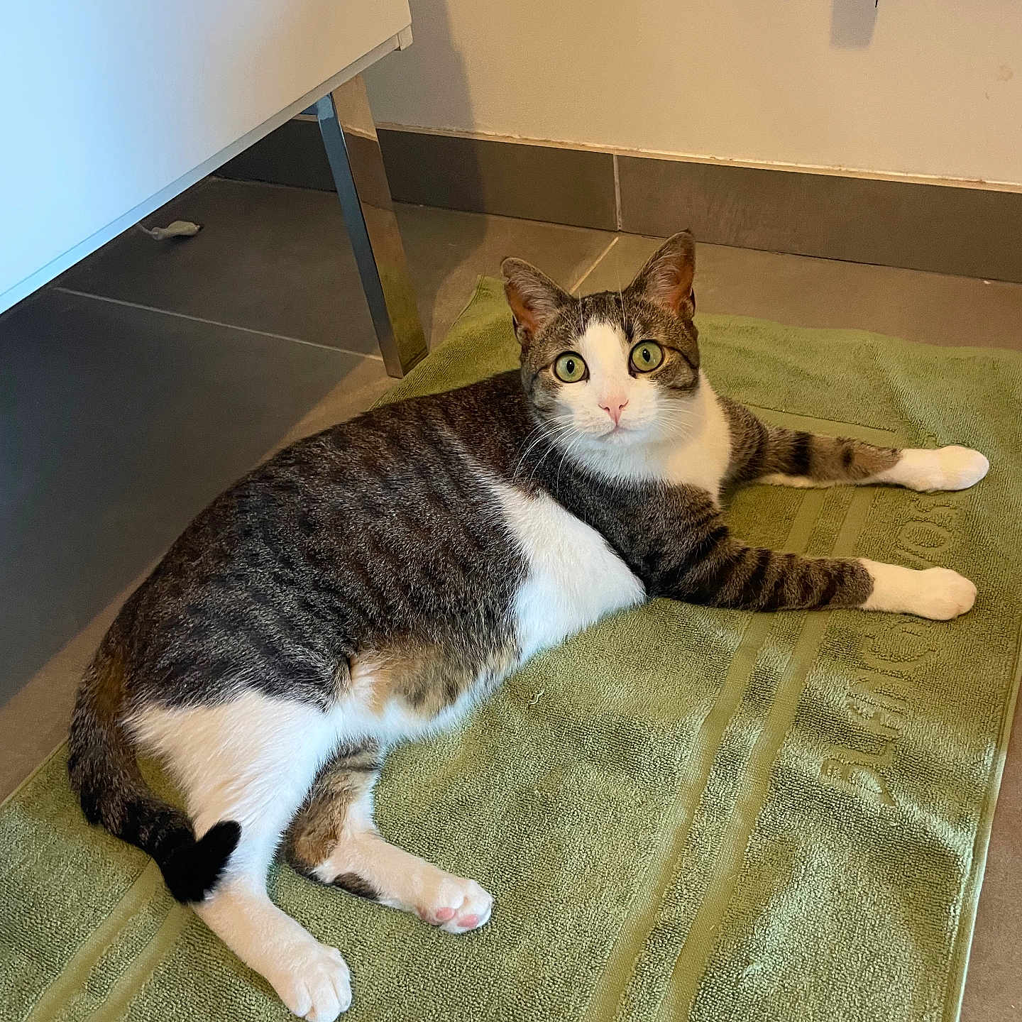 Ruby participe au concours pour gagner de l'argent avec cette photo : animal, cat, curious, cute, domestic, ears, floor, fur, green, indoor, laying, mammal, paw, pet, relaxed, tabby, towel, whiskers, white, wide_eyes