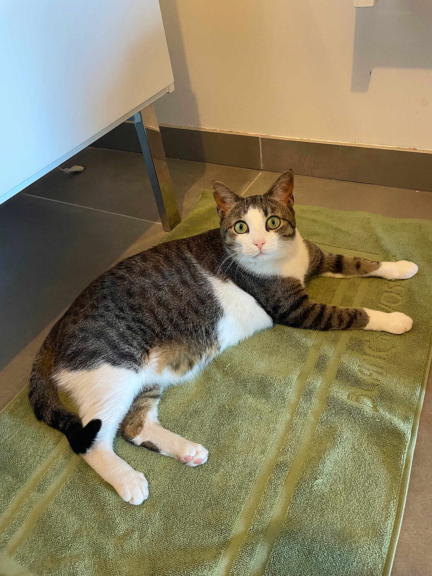 Ruby participe au concours pour gagner de l'argent avec cette photo : cat, tabby, white, animal, pet, indoor, floor, towel, green, curious, wide_eyes, laying, relaxed, paw, ears, fur, whiskers, domestic, mammal, cute