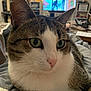 Ruby participe au concours pour gagner de l'argent avec cette photo : blanket, blurred_background, cat, close_up, cozy, domestic_animal, ears, eyes, fur, furniture, home, indoor, living_room, pet, pink_nose, relaxed, soft_light, tabby_cat, television, whiskers