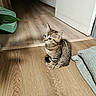 animal, blanket, cat, cute, doorway, ears, eyes, flooring, home, indoors, kitten, pet, plant, portrait, sitting, striped_fur, tabby, tail, whiskers, wooden_floor
