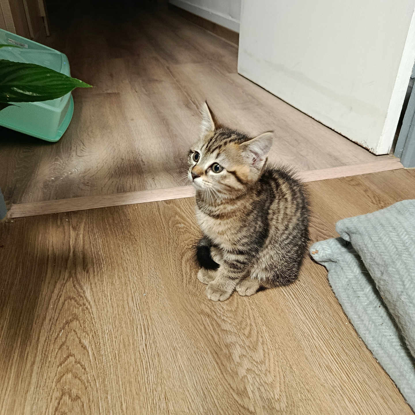 Baku participe au concours pour gagner de l'argent avec cette photo : animal, blanket, cat, cute, doorway, ears, eyes, flooring, home, indoors, kitten, pet, plant, portrait, sitting, striped_fur, tabby, tail, whiskers, wooden_floor