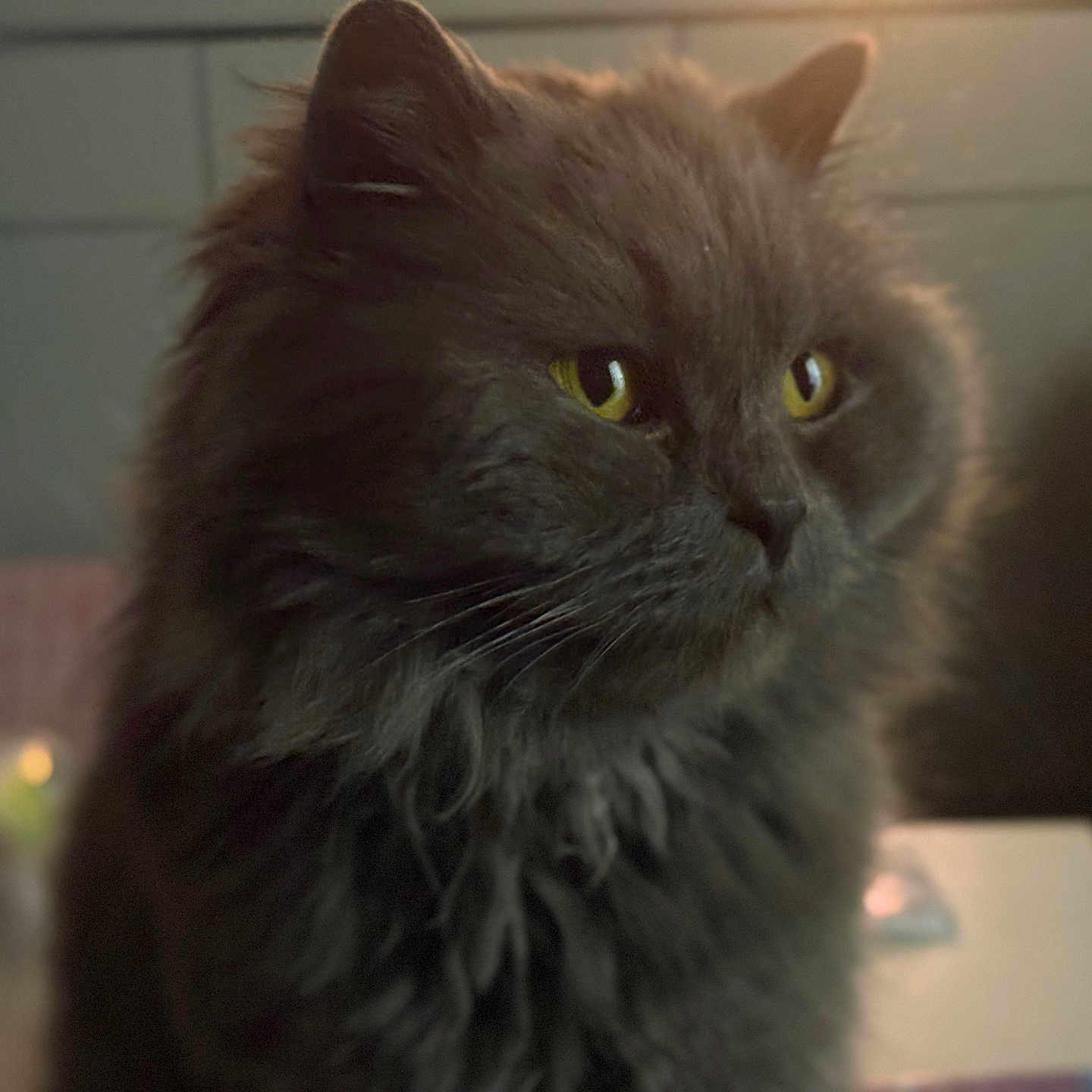 Shinx