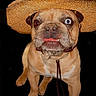 adorable, animal, brown_dog, canine, closeup, cute, dog, expression, face, funny, hat, heterochromia, indoor, isolated, leash, pet, portrait, sitting, straw_hat, studio