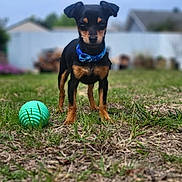 Bean joined the competition — help win amazing prizes! dog, puppy, grass, ball, collar, outdoor, pet, yard, fence, small_dog, black_dog, tan_dog, playful, animal, canine, summer, nature, garden, cute, alert